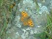 Butterflies: Wall Brown (Lassiomata megera)